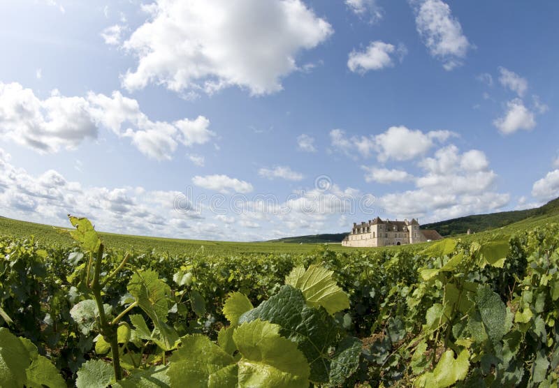 葡萄园在Bourgogne,伯根地酒